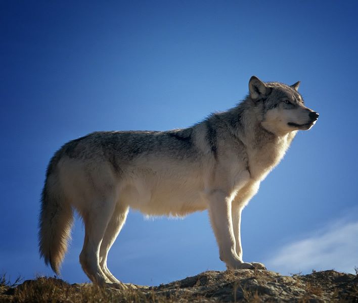 hunde 01