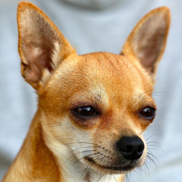 hunde 02