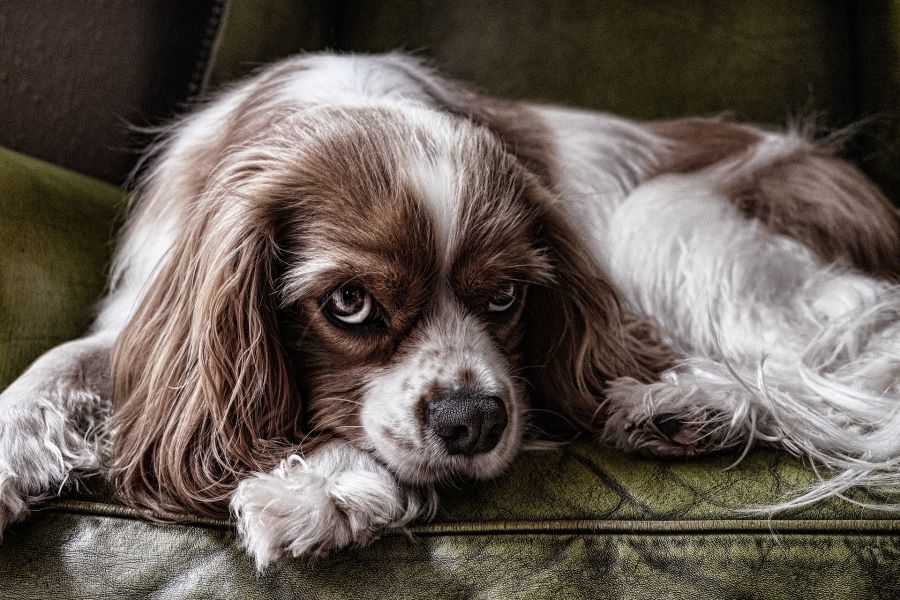 hunde 03