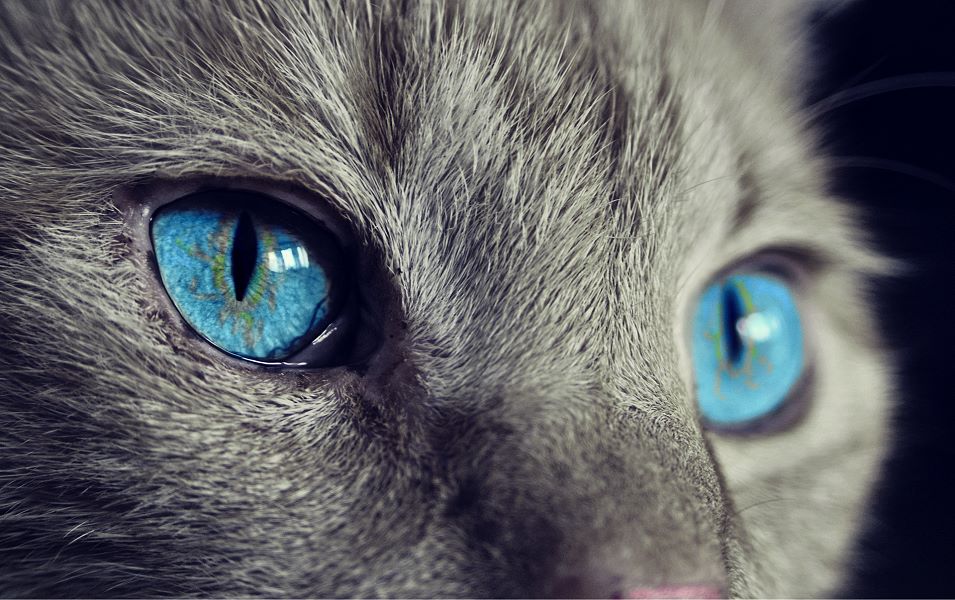 katze 01