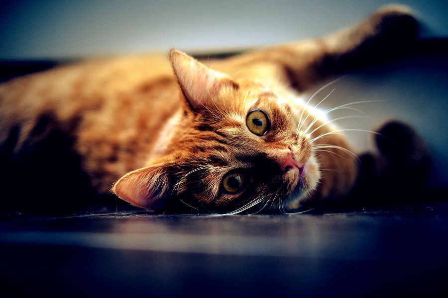 katze 02
