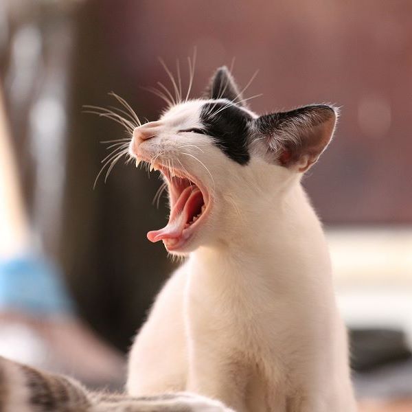 katze 03