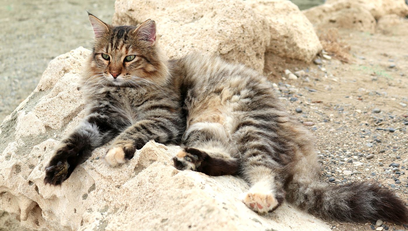 katze 04