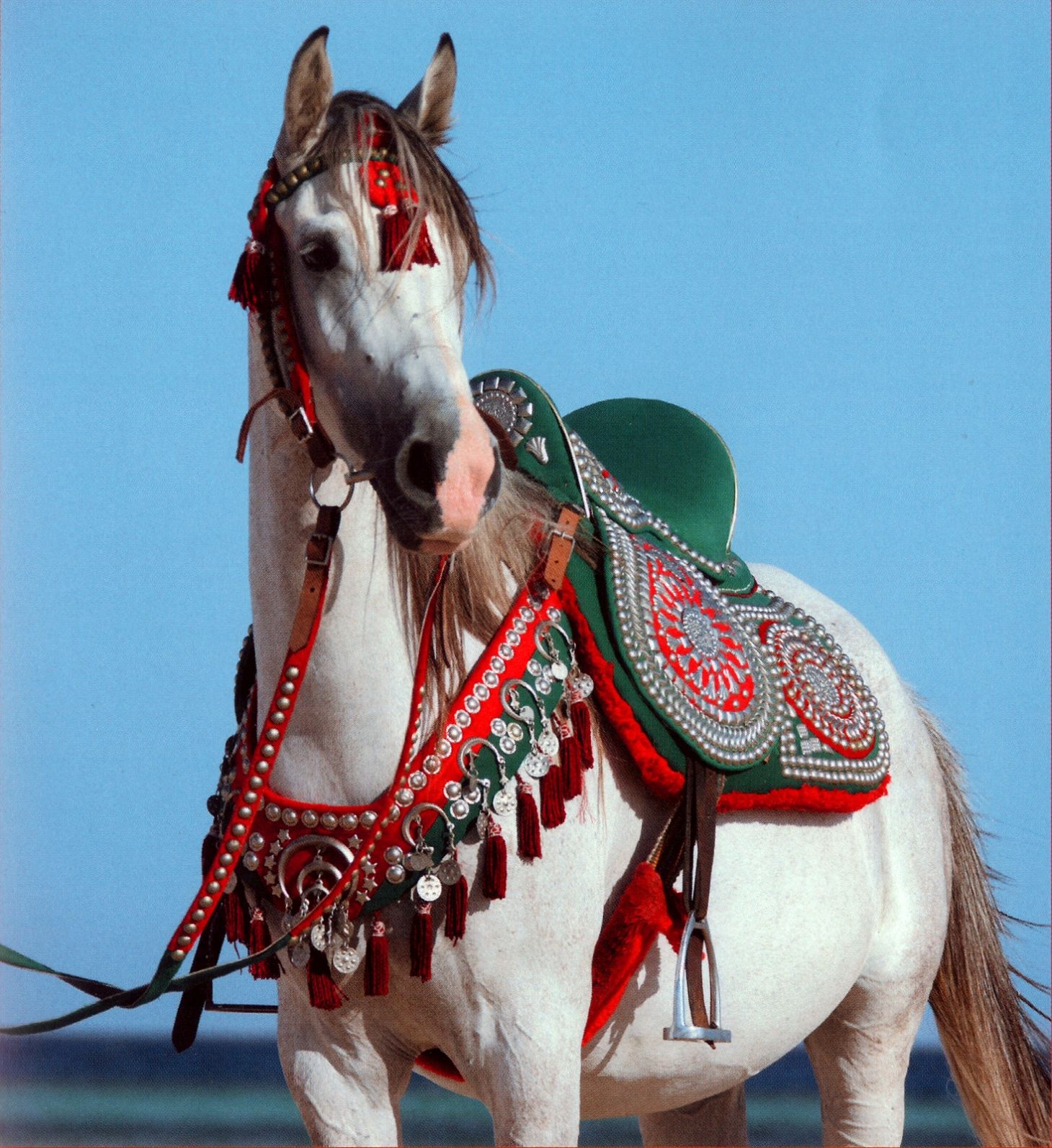 pferd 03